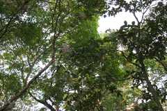 Vernonia shevaroyensis